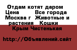 Отдам котят даром › Цена ­ 10 - Все города, Москва г. Животные и растения » Кошки   . Крым,Чистенькая